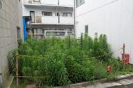 更地
